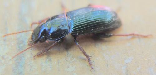 Réf. 270 080 : Harpalus rubripes